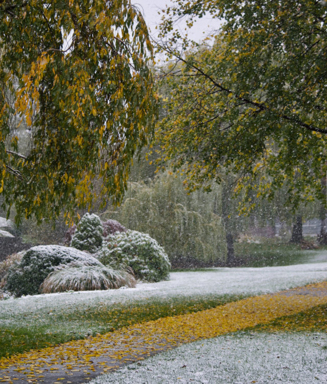Autumn leaves and snow along a path 