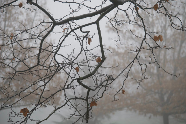 Autumn leaves in the fog
