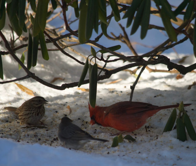 Cardinal and other birds