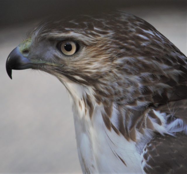 Close view of hawk's face