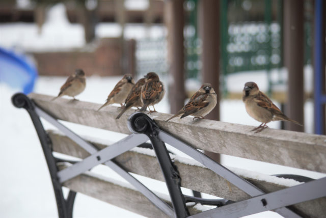A bunch of sparrows standing on top of a park bench