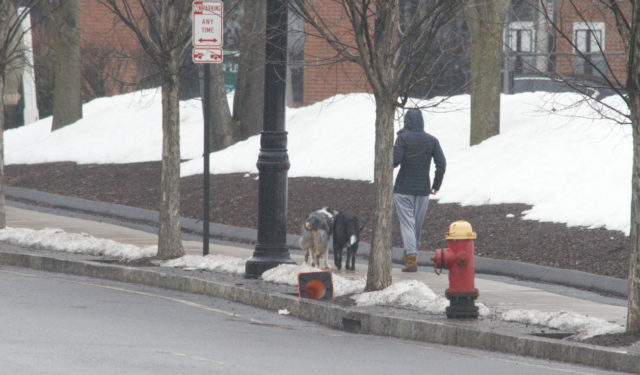 Person walking dogs