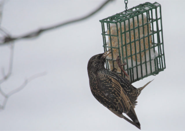 Bird eating suet during snow storm