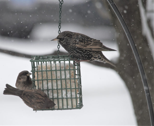 Birds eating suet during snow storm