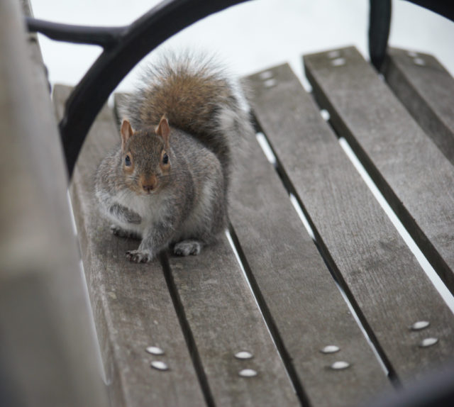 Squirrel on a park bench