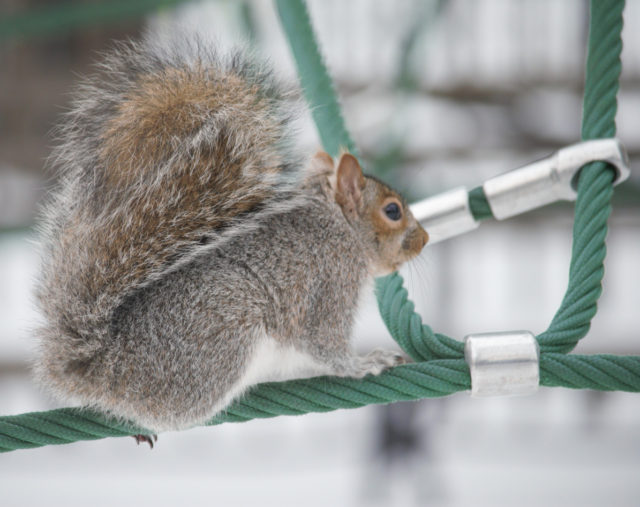 Squirrel gymnastics on playground