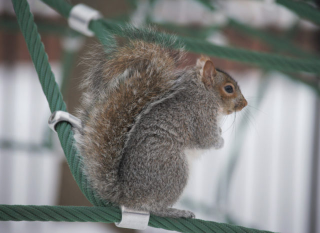 Squirrel balancing on playground equipment
