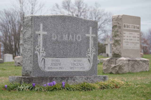 Purple crocuses popping up around a tombstone