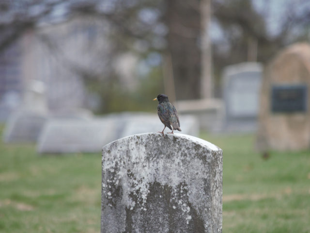 Bird standing on grave