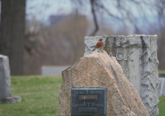 Robin standing on tombstone