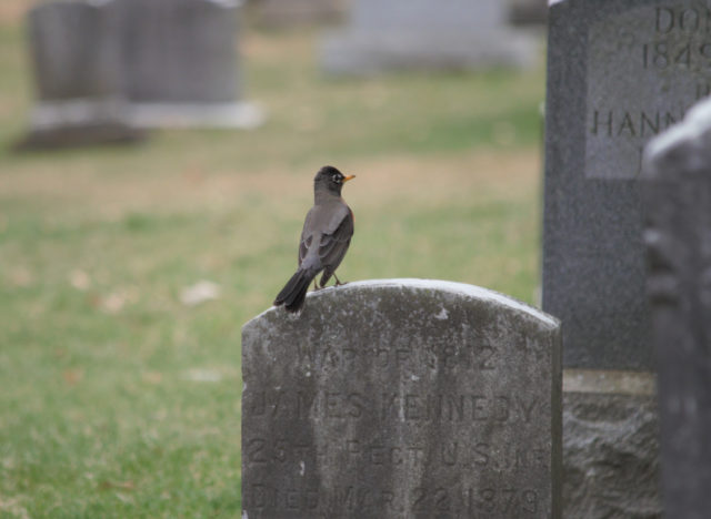 Bird standing on tombstone
