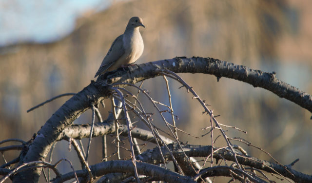 Mourning dove sitting on branch at pond's edge