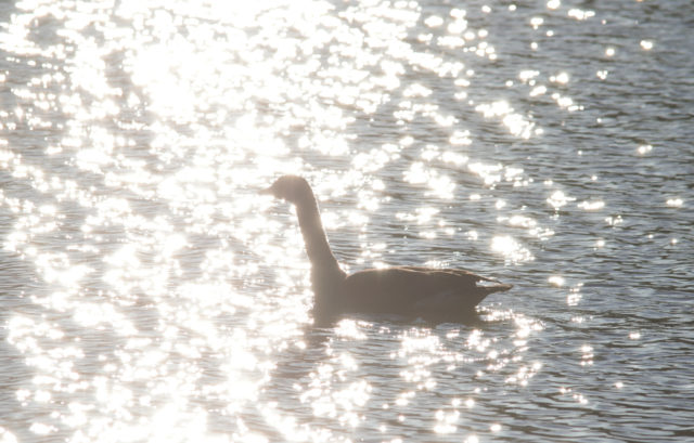 Goose sparkling like a disco ball in sunlight