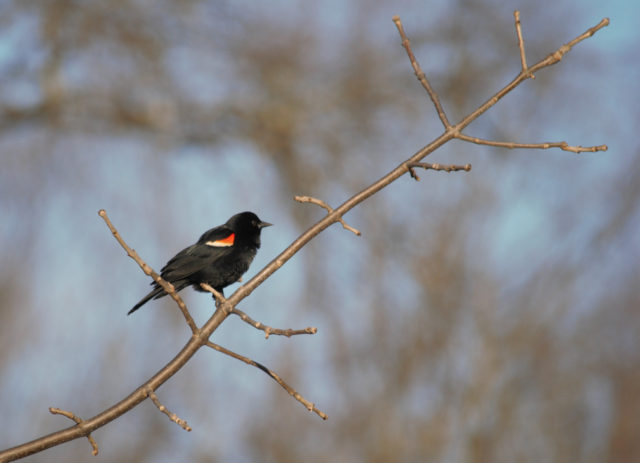 Red-winged blackbird sitting on branch above pond