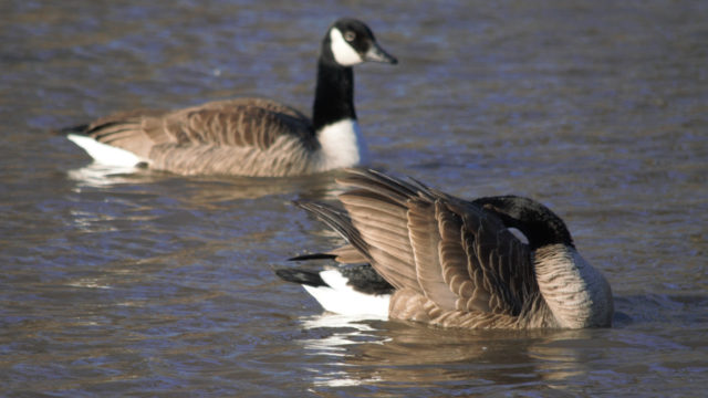 Geese swimming and preening