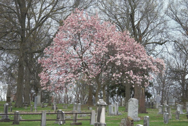 Gorgeous pink flowering tree in Zion Hill Cemetery 