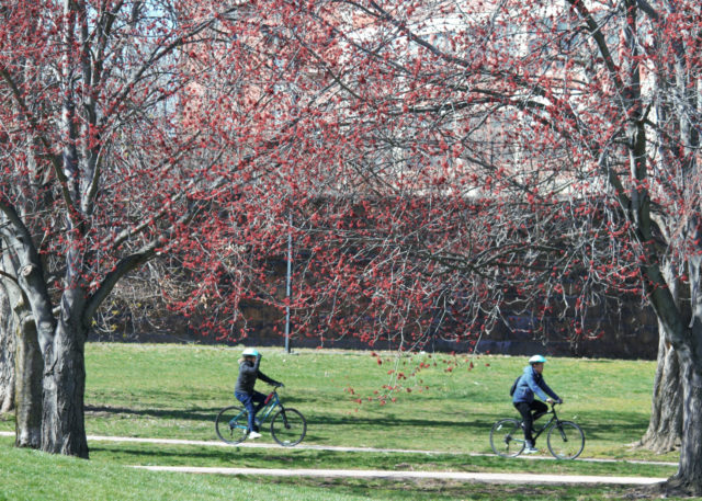 People riding bicycles through park