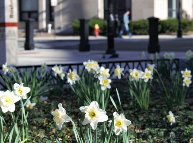Person walking/ Daffodils in bloom
