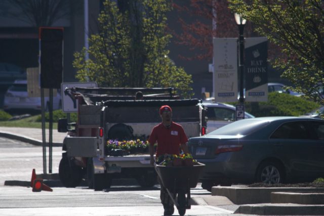 Man pushing wheelbarrow full of flowers