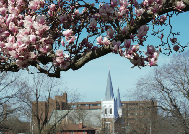 Blossoming tree in foreground, church steeple in background
