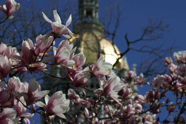 State Capitol Dome with blossoms in front