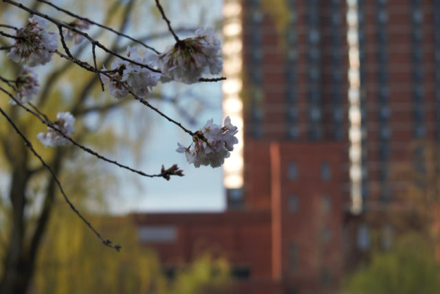 Flowering tree with highrise in background