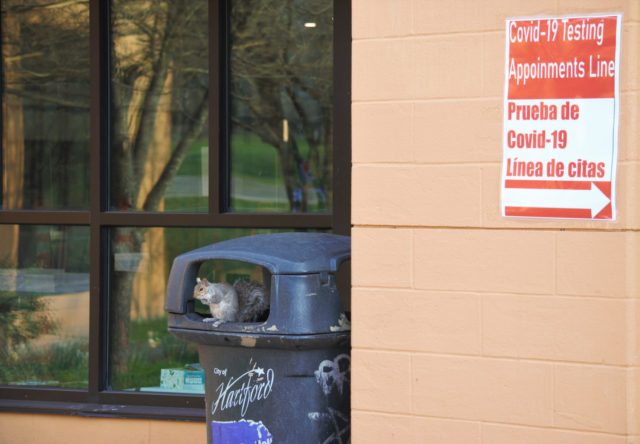 Squirrel in trash can next to Covid vaccine line