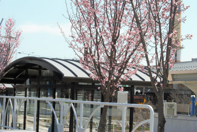Bus shelter with flowering trees