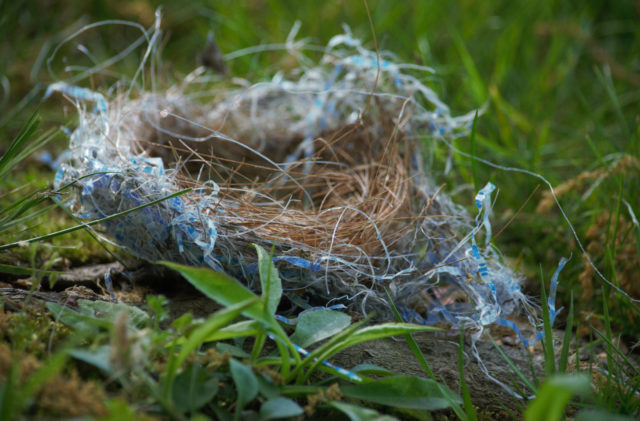 Birds nest made out of shredding plastic