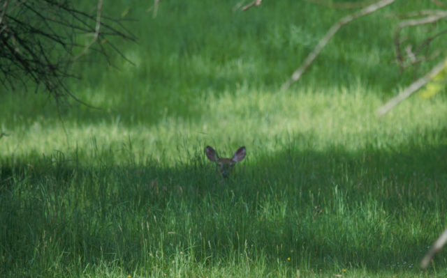 Deer, lying down in meadow