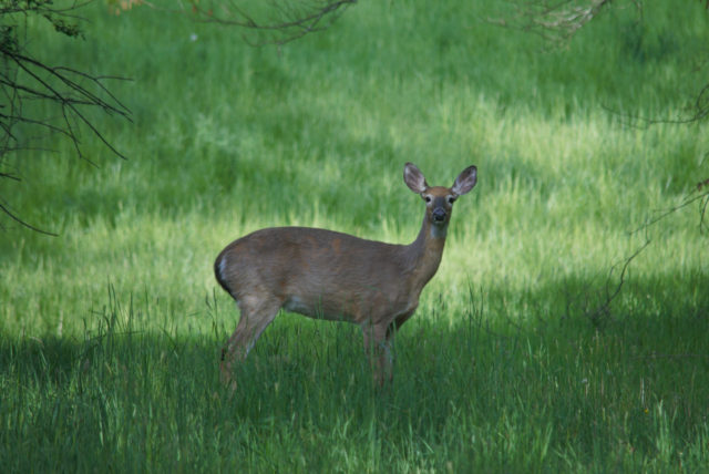 Deer standing in meadow