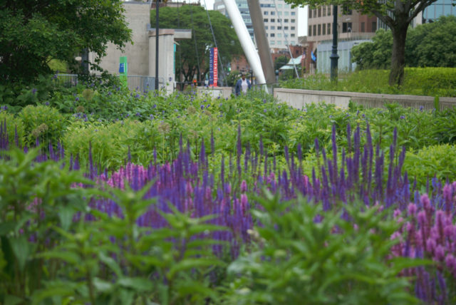 Person walking on Mortensen Riverfront, lots of vibrant, deep purple flowers in foreground 