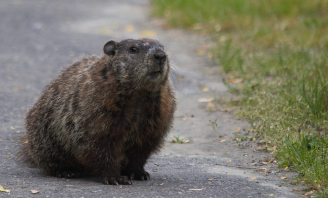 Groundhog 