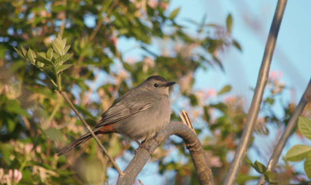 Gray bird in tree. A catbird?