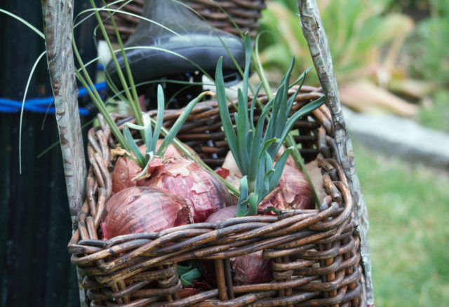 Red onions in bicycle basket
