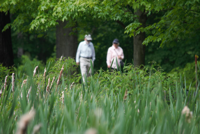 People walking, cat tails in foreground