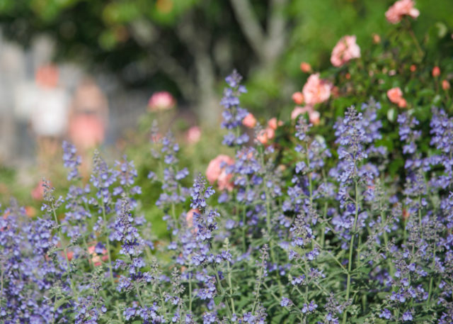 Focus on lavender and peach-color flowers, with people walking in background