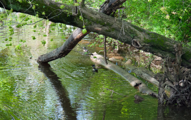 Ducks in the Park River