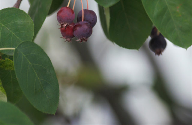 Ripe Juneberries. The leaves are green. Berries are purple, not unlike blueberries, except on a tree. 