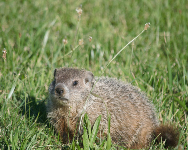 Baby groundhog