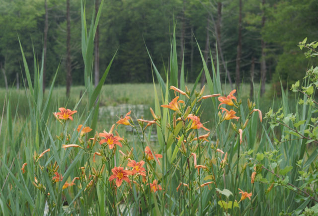 Flowers and wetlands