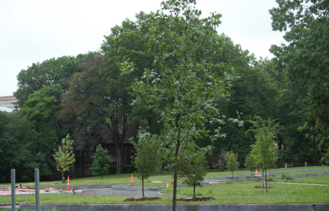 Trees in roundabout