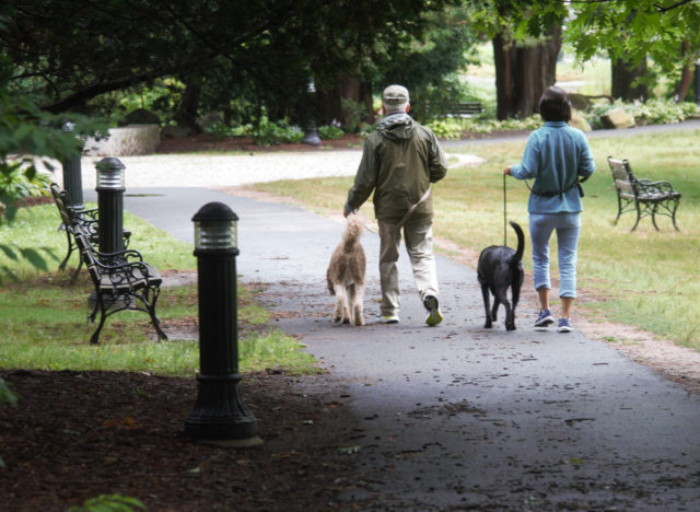 People walking dogs in park