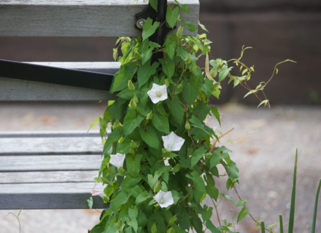 Flowers cascading over bench