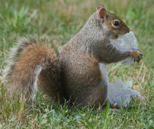 Squirrel holding napkin