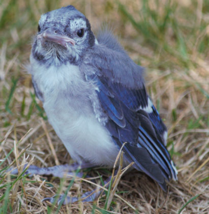 A Blue Jay in Hartford