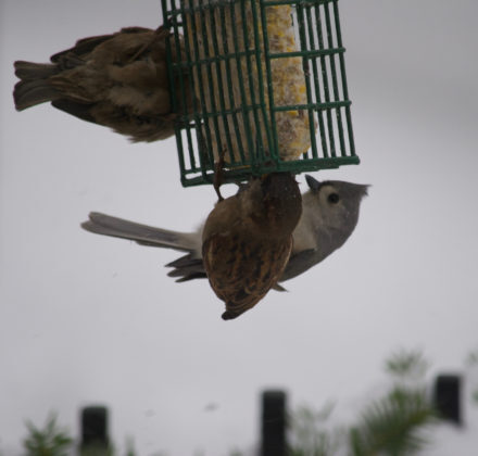 My Suet Brings All the Birds to the Yard
